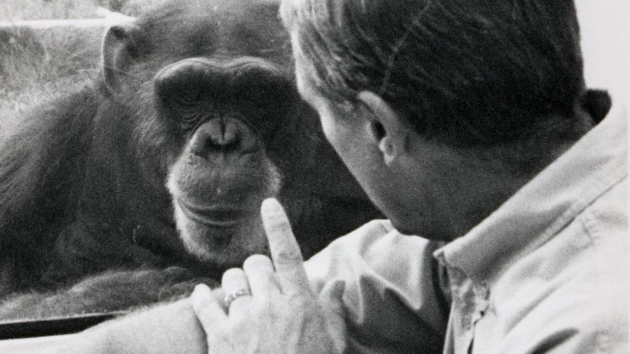 Der Psychologe Roger Fouts bezeichnete sein Verhältnis zur Schimpansin Washoe als geschwisterlich Der Psychologe Roger Fouts bezeichnete sein Verhältnis zur Schimpansin Washoe als geschwisterlich