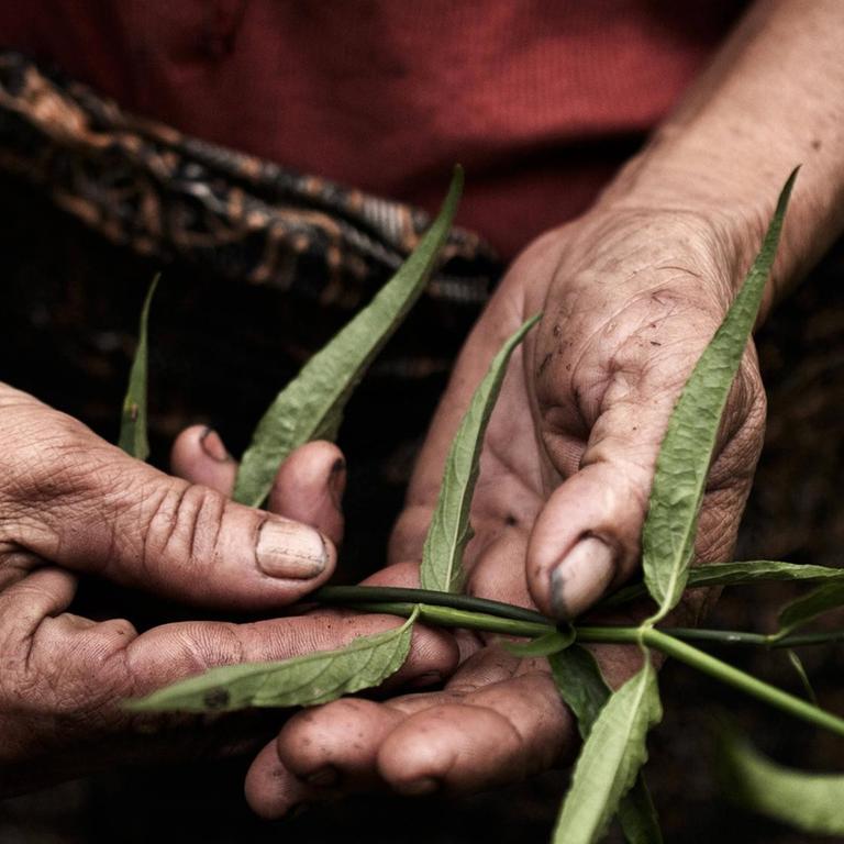 Ein Mann vom indigenen Volk der Penan auf Borneo erntet eine Heilpflanze