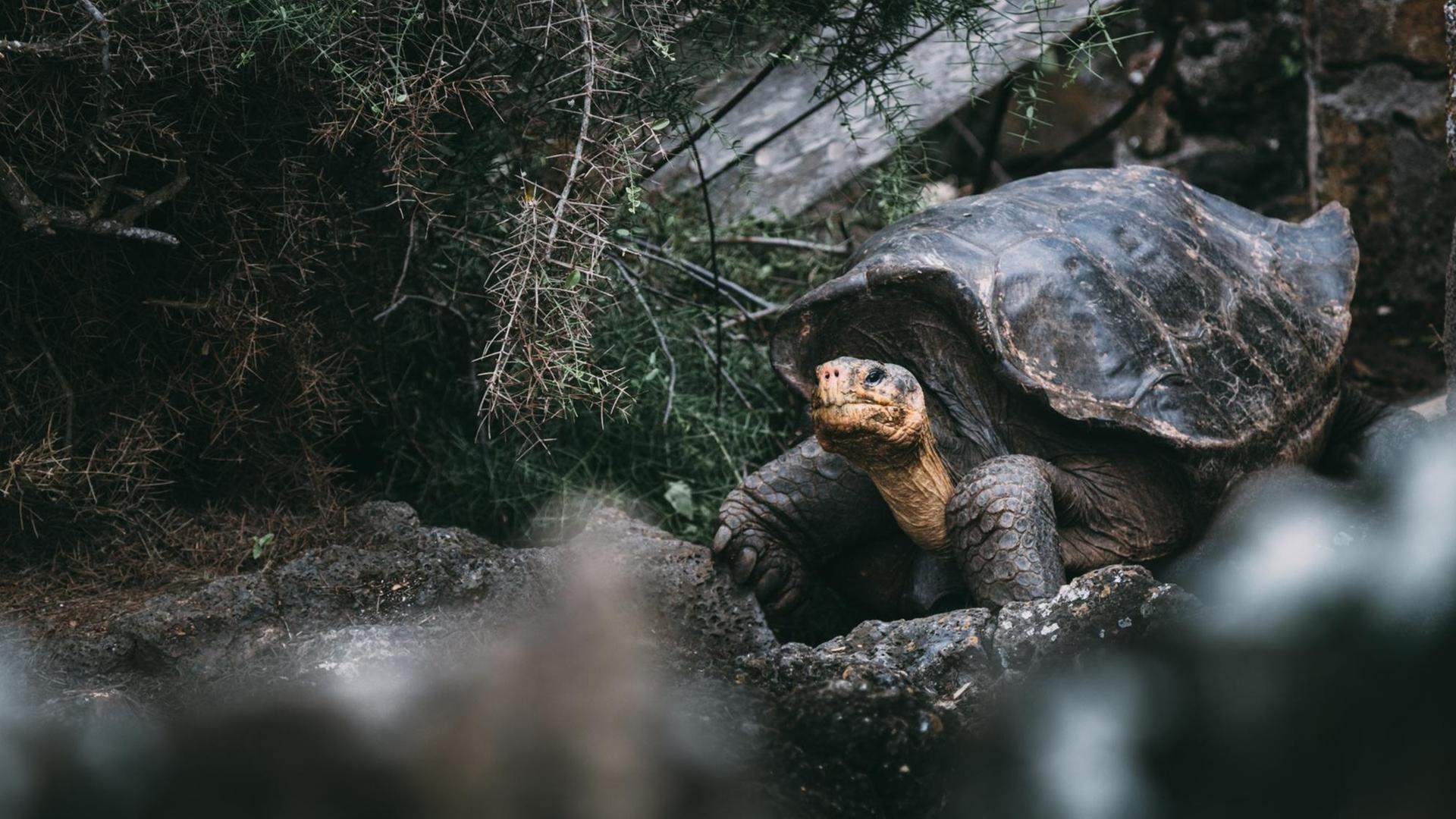 Foto einer Galápagos-Riesenschildkröte. Foto einer Galápagos-Riesenschildkröte.