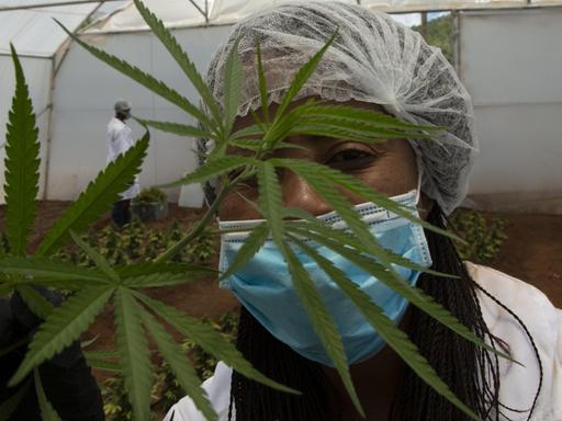 In this photo taken Thursday, Dec. 12, 2019, a cannabis plant is seen in a hothouse at Hennops, near Johannesburg, South Africa. Now that South Africa's courts have relaxed laws against marijuana, the country's cannabis production is poised to become a multi-bullion dollar business. (AP Photo/Denis Farrell) |