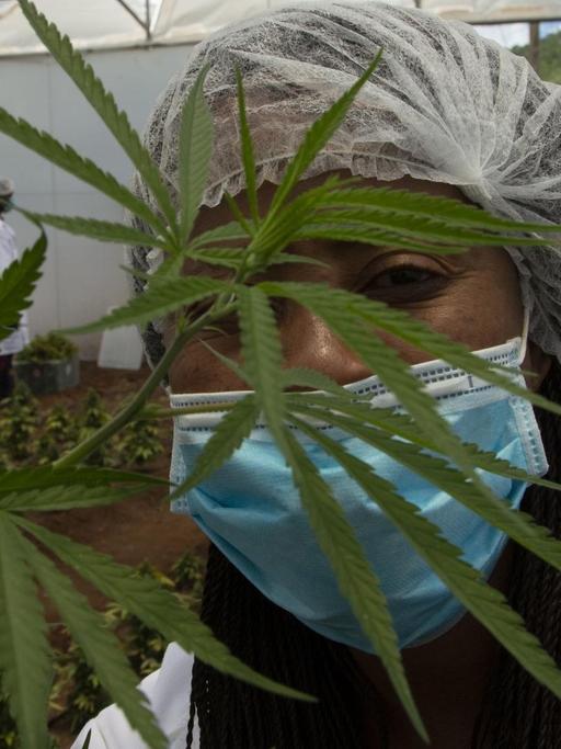 In this photo taken Thursday, Dec. 12, 2019, a cannabis plant is seen in a hothouse at Hennops, near Johannesburg, South Africa. Now that South Africa's courts have relaxed laws against marijuana, the country's cannabis production is poised to become a multi-bullion dollar business. (AP Photo/Denis Farrell) |