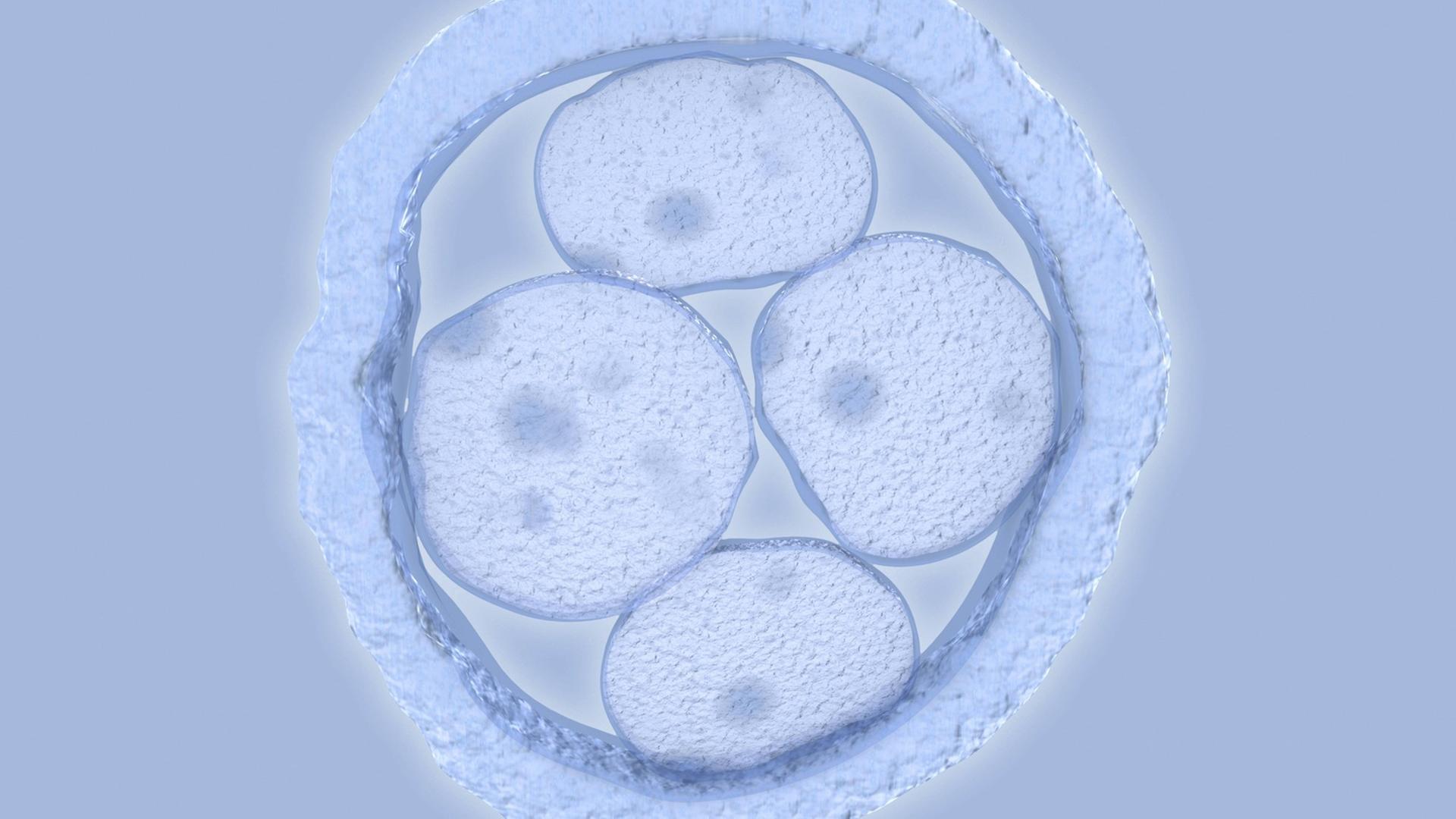 Menschlicher Embryo mit vier Zellen (künstlerische Darstellung) Menschlicher Embryo mit vier Zellen (künstlerische Darstellung)