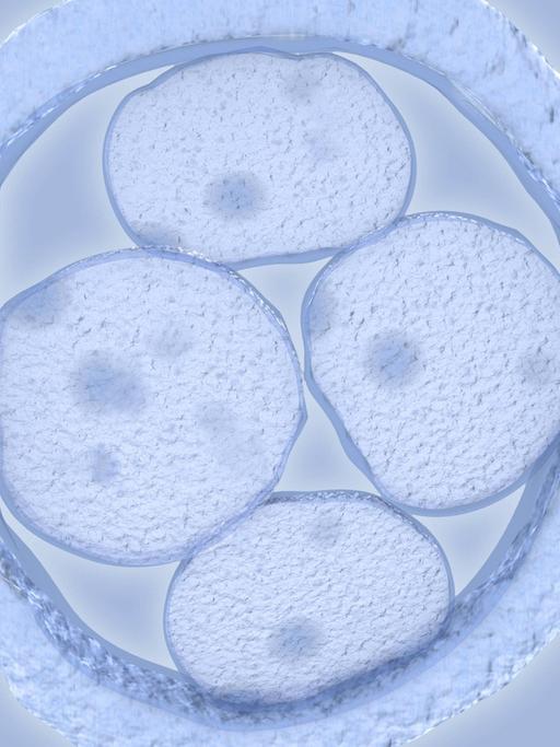 Menschlicher Embryo mit vier Zellen (künstlerische Darstellung)