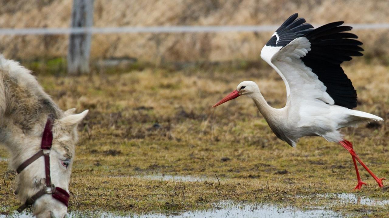 Ein Weißstorch startet von einer Wiese mit einem Pony im brandenburgischen Bad Freienwalde. Ein Weißstorch startet von einer Wiese mit einem Pony im brandenburgischen Bad Freienwalde.