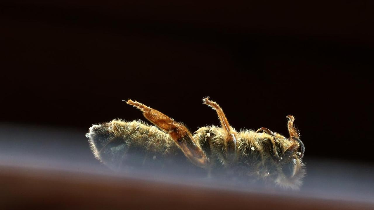 Eine tote Bienenkönigin mit einer roten Markierung auf dem Rücken liegt am Boden auf einem Blatt Papier. Eine tote Bienenkönigin mit einer roten Markierung auf dem Rücken liegt am Boden auf einem Blatt Papier.