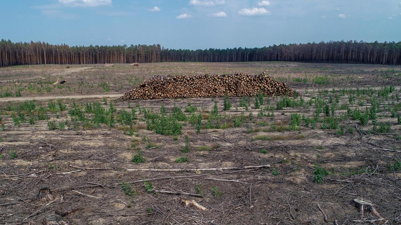 Große Flächen abgeholzter Kiefernwald in Brandenburg nach einem Waldbrand (Luftaufnahme mit einer Drohne). Vor einem Jahr brannten hier etwa 340 Hektar Wald.