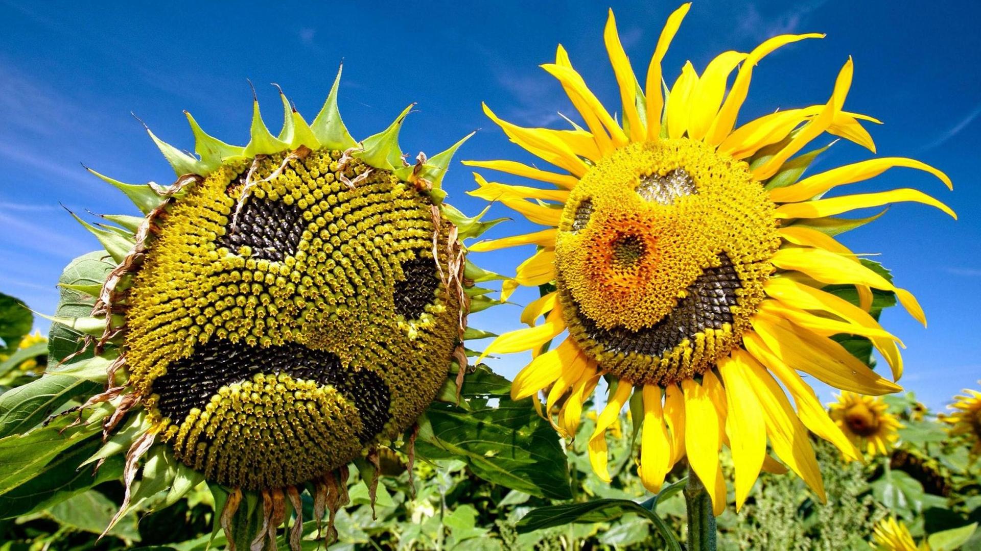 Durch ihre sonnenähnliche Blütenform sind Sonnenblumen als Dekoration sehr beliebt