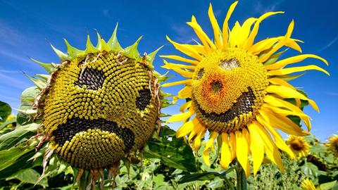 Eine "traurige" und eine "fröhliche" Sonnenblume stehen auf einem Feld bei Zielitz unweit von Magdeburg