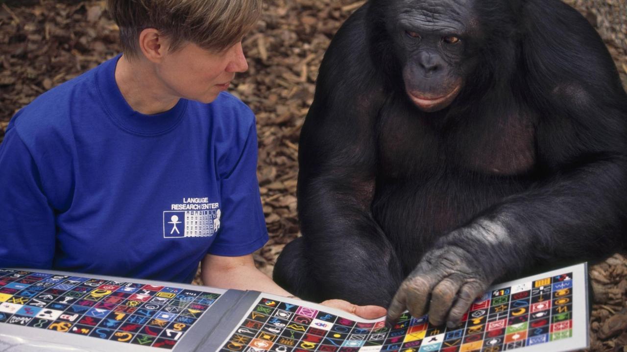 A research scientist and bonobo female Panbanisha communicating by lexigram keyboard, Pan paniscus, Language Research Center, Georgia State University, Atlanta, Georgia PUBLICATIONxINxGERxSUIxAUTxHUNxONLY MINTxImages/FransxLanting
a Research Scientist and Bonobo Female Communicating by Keyboard Pan paniscus Language Research Center Georgia State University Atlanta Georgia PUBLICATIONxINxGERxSUIxAUTxHUNxONLY MINTxImages A research scientist and bonobo female Panbanisha communicating by lexigram keyboard, Pan paniscus, Language Research Center, Georgia State University, Atlanta, Georgia PUBLICATIONxINxGERxSUIxAUTxHUNxONLY MINTxImages/FransxLanting
a Research Scientist and Bonobo Female Communicating by Keyboard Pan paniscus Language Research Center Georgia State University Atlanta Georgia PUBLICATIONxINxGERxSUIxAUTxHUNxONLY MINTxImages