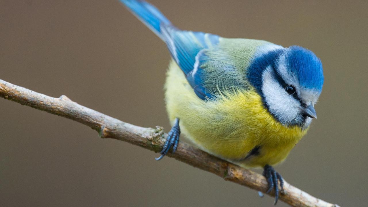 Eine Blaumeise (Cyanistes caeruleus) in einem Garten in Sieversdorf (Brandenburg). Vom 8. bis 10. Januar 2016 findet zum sechsten Mal die bundesweite "Stunde der Wintervögel" statt, zu der der Naturschutzbund Deutschland (NABU) aufgerufen hat. Eine Blaumeise (Cyanistes caeruleus) in einem Garten in Sieversdorf (Brandenburg). Vom 8. bis 10. Januar 2016 findet zum sechsten Mal die bundesweite "Stunde der Wintervögel" statt, zu der der Naturschutzbund Deutschland (NABU) aufgerufen hat.