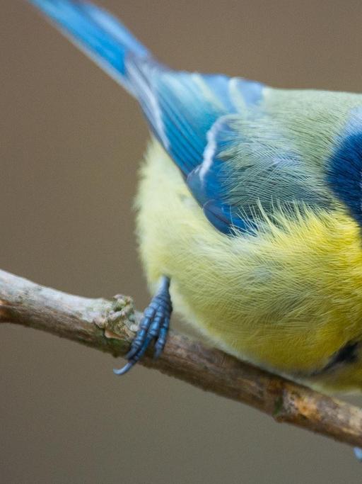 Eine Blaumeise (Cyanistes caeruleus) in einem Garten in Sieversdorf (Brandenburg). Vom 8. bis 10. Januar 2016 findet zum sechsten Mal die bundesweite "Stunde der Wintervögel" statt, zu der der Naturschutzbund Deutschland (NABU) aufgerufen hat.
