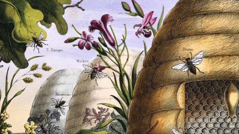 Eine Illustration aus dem 19. Jahrhundert zeigt Bienen in der Züchtung und in Interaktion mit der Umwelt. Eine Illustration aus dem 19. Jahrhundert zeigt Bienen in der Züchtung und in Interaktion mit der Umwelt.