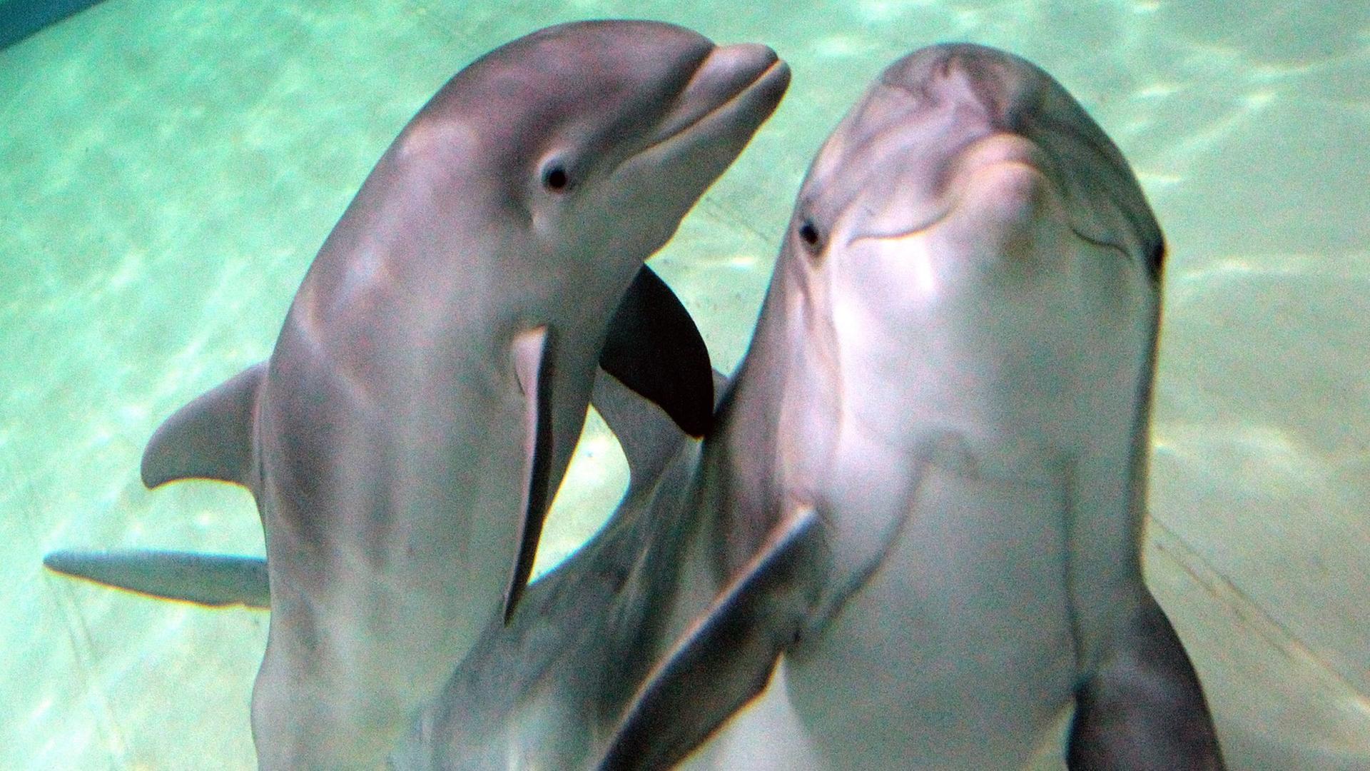 Dörte, der kleine Große Tümmler-Nachwuchs, schwimmt am 18.10.2011 mit Mutter Delphi in seinem Becken im Zoo in Duisburg. Dörte, der kleine Große Tümmler-Nachwuchs, schwimmt am 18.10.2011 mit Mutter Delphi in seinem Becken im Zoo in Duisburg.