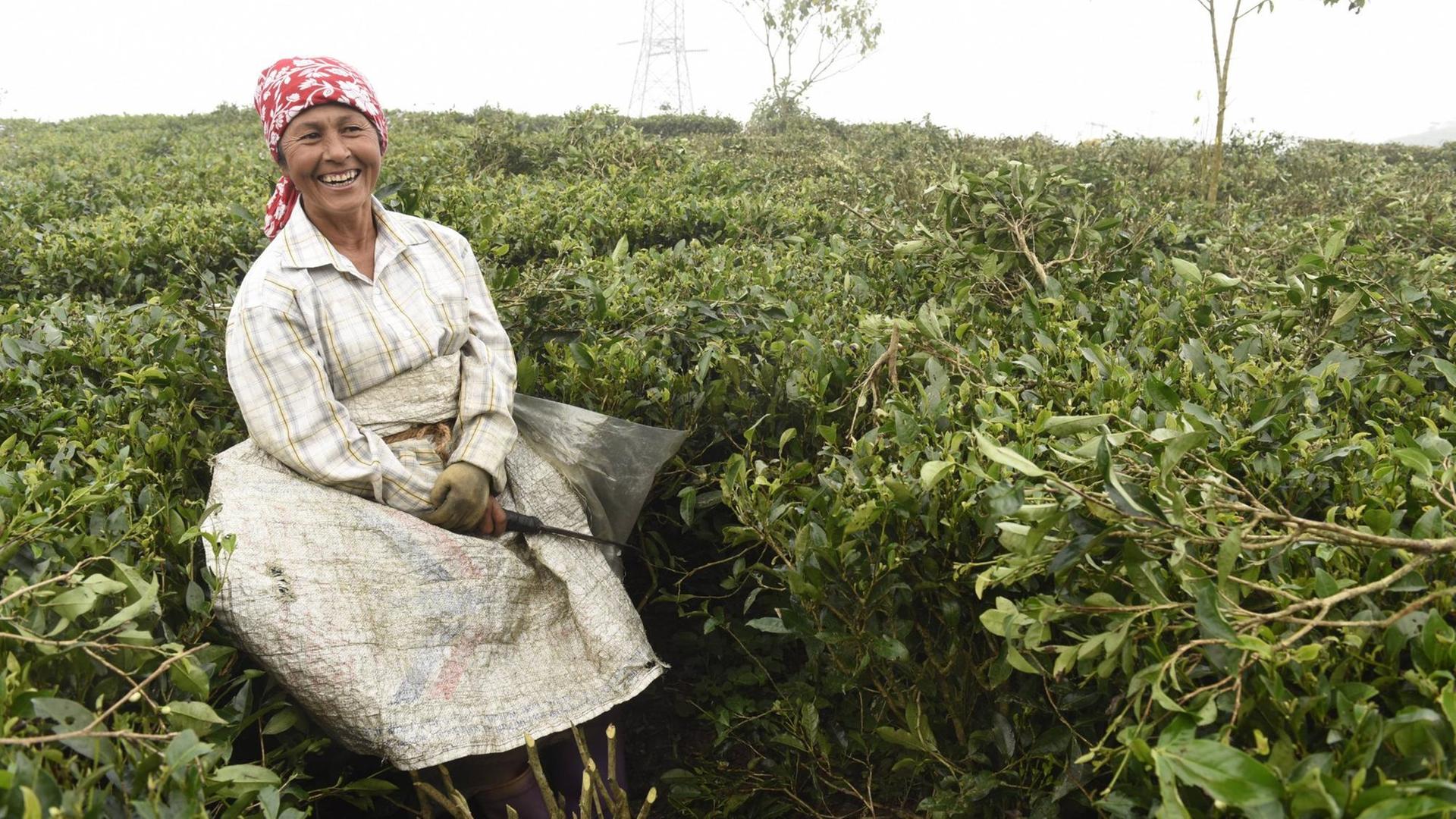 Eine Frau des Darjeeling Tea Research Centre von Tea Bord India befreit auf einer Teeplantage die Teebäume von Wildpflanzen und schneidet sie zurecht. Eine Frau des Darjeeling Tea Research Centre von Tea Bord India befreit auf einer Teeplantage die Teebäume von Wildpflanzen und schneidet sie zurecht.