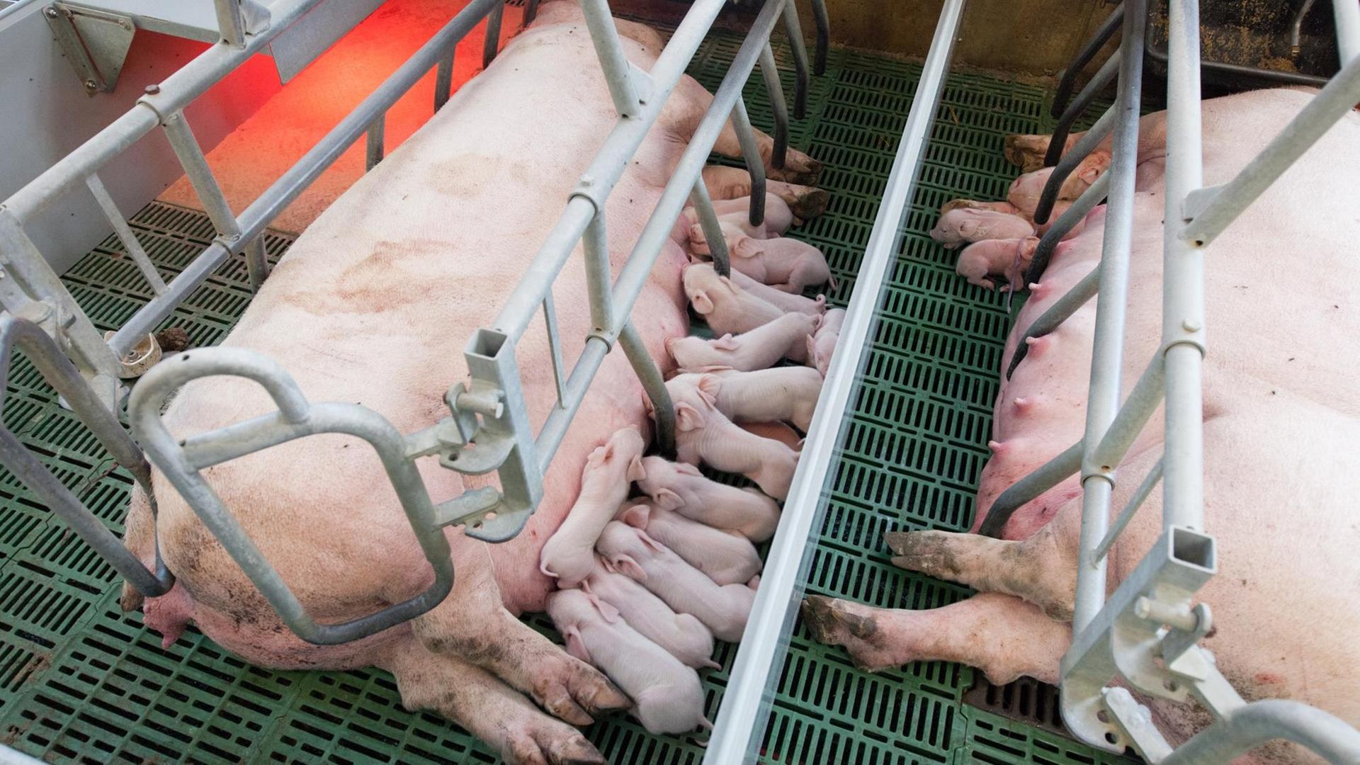 Zwei Sauen liegen mit ihren Ferkel in einer Schweinebucht. Zwei Sauen liegen mit ihren Ferkel in einer Schweinebucht.