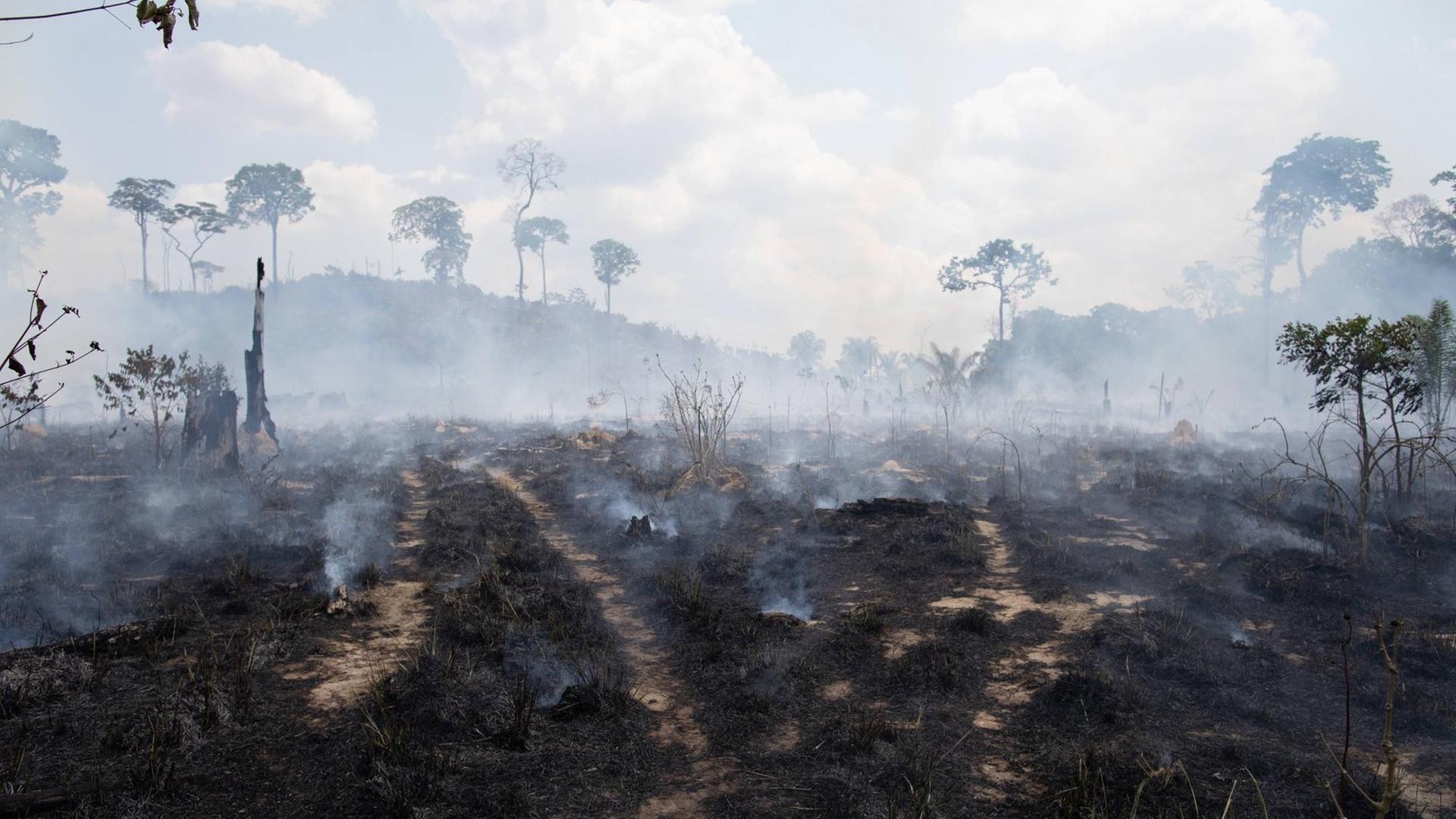 Ein abgebrannter Wald in Brasilien in Novo Progresso, aufgenommen am 3.9.2019 Ein abgebrannter Wald in Brasilien in Novo Progresso, aufgenommen am 3.9.2019