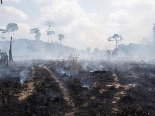 Ein abgebrannter Wald in Brasilien in Novo Progresso, aufgenommen am 3.9.2019