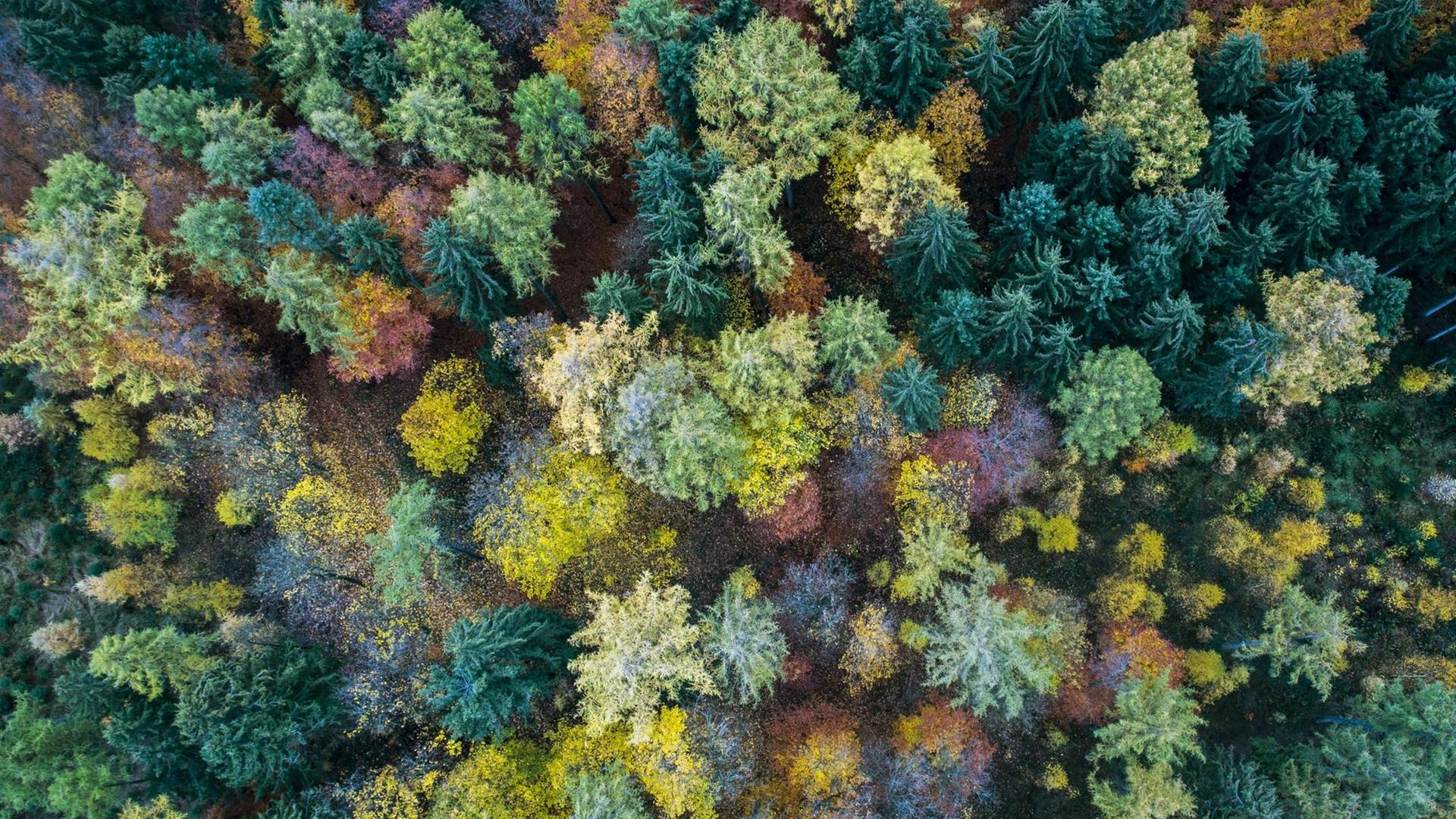 Mischwald im Teutoburger Wald, Niedersachsen, in herbstlich bunten Farben aus Vogelperspektive Mischwald im Teutoburger Wald, Niedersachsen, in herbstlich bunten Farben aus Vogelperspektive