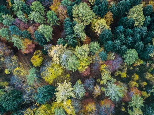 Mischwald im Teutoburger Wald, Niedersachsen, in herbstlich bunten Farben aus Vogelperspektive