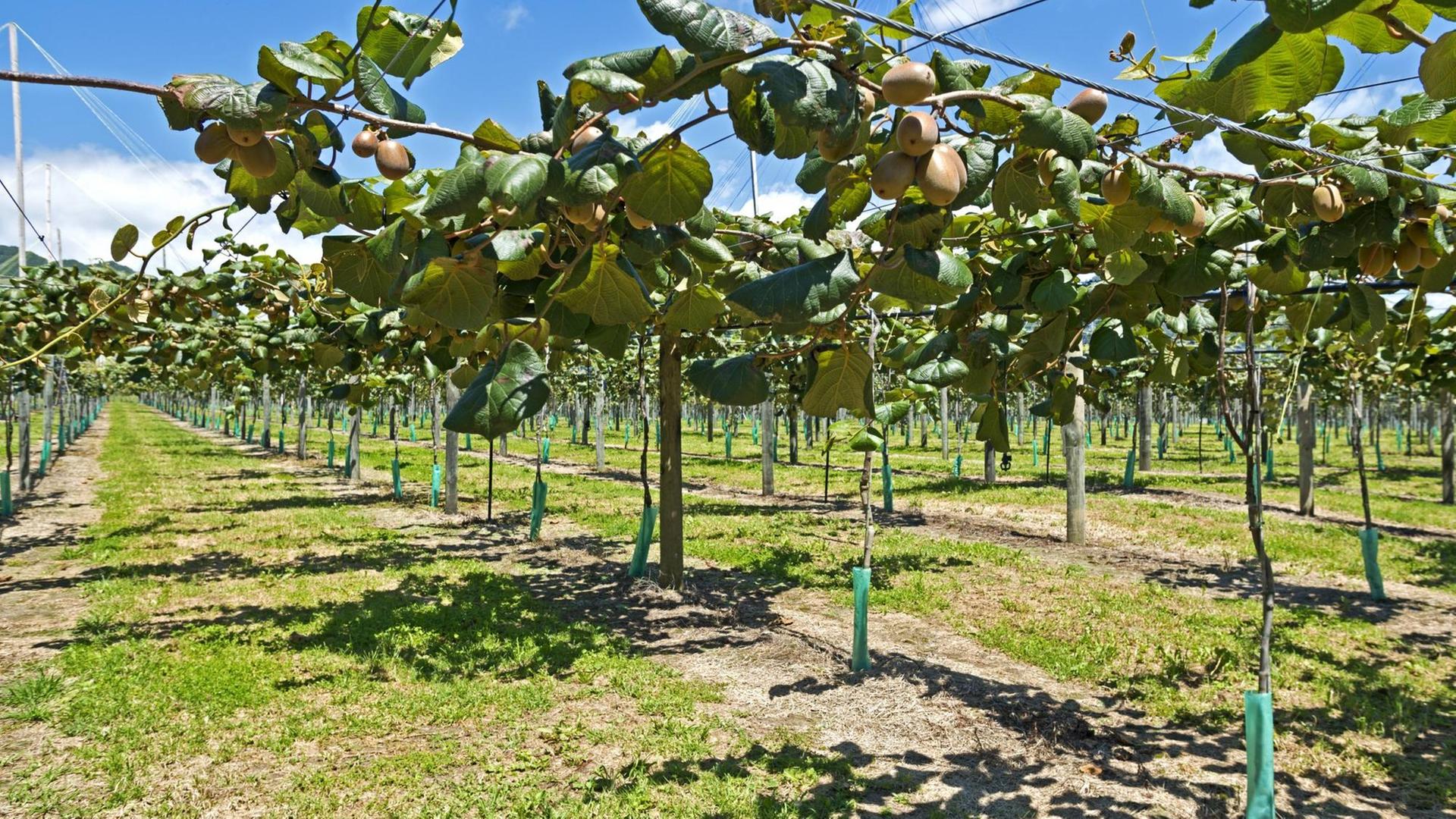 Kiwi-Plantage (Actinidia deliciosa) mit reifen Früchten in Neuseeland Kiwi-Plantage (Actinidia deliciosa) mit reifen Früchten in Neuseeland