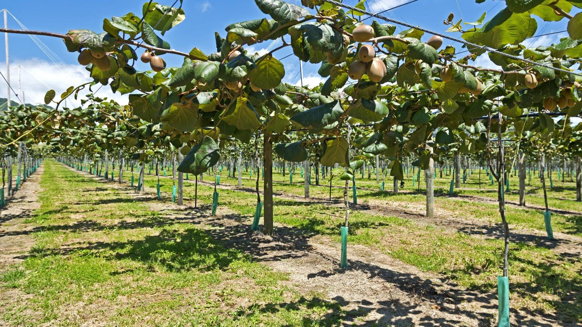 Klimawandel Hotspot Unterfranken Künftig Kiwis Statt Frankenwein