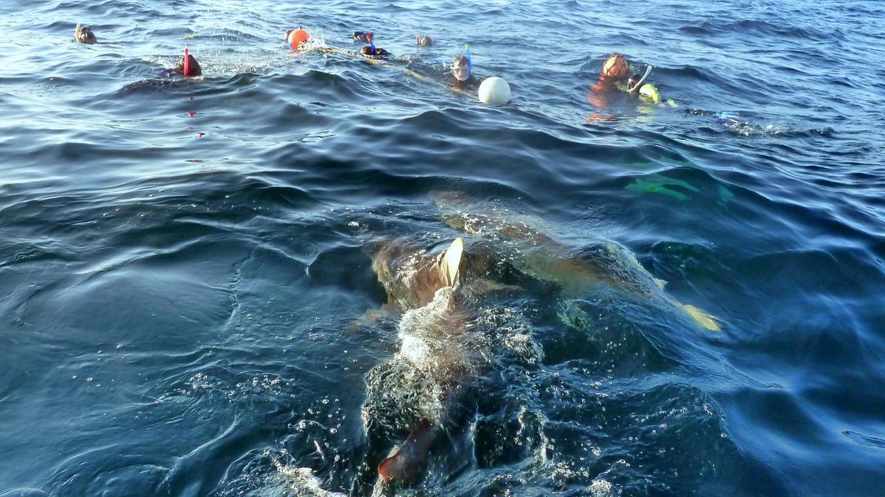 Schwimmer und Haie an der Küste Durbans Schwimmer und Haie an der Küste Durbans