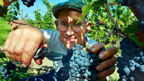 Umweltschonende Infusionen sollen Weinreben bald schützen.