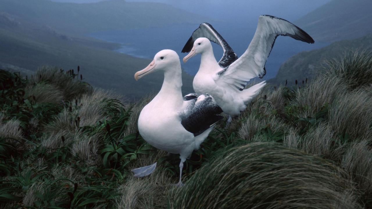 Zwei Königsalbatrosse sitzen auf einer Wiese, im Hintergrund die Berge und das Meer. Zwei Königsalbatrosse sitzen auf einer Wiese, im Hintergrund die Berge und das Meer.