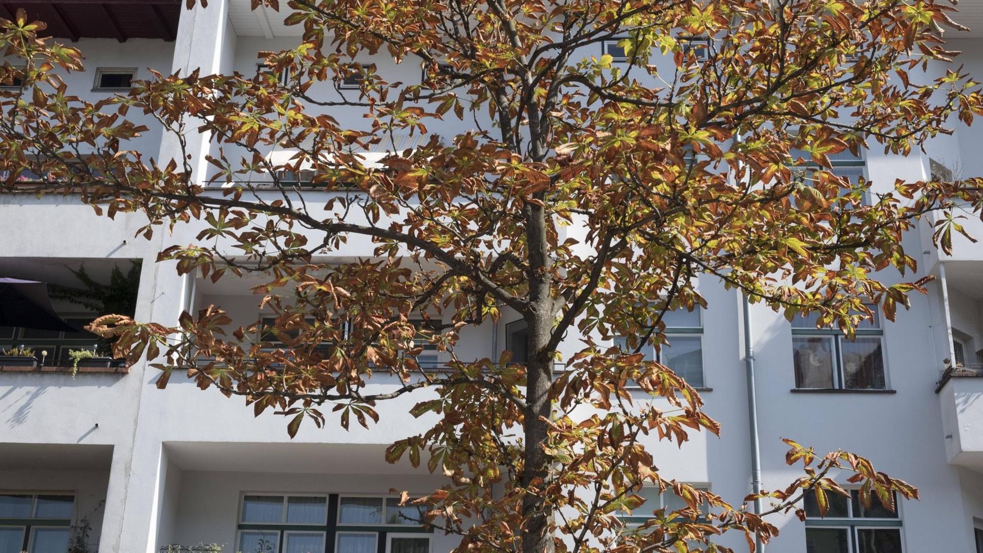 Ein bräunlich verfärbten Strassenbaum vor einer Hausfassade im Berliner Stadtteil Prenzlauer Berg. Ein bräunlich verfärbten Strassenbaum vor einer Hausfassade im Berliner Stadtteil Prenzlauer Berg.