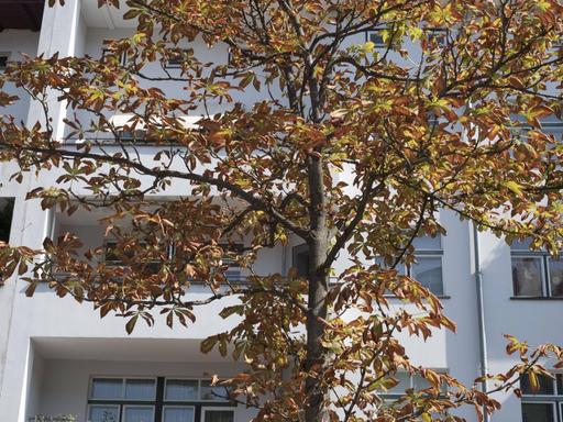 Ein bräunlich verfärbten Strassenbaum vor einer Hausfassade im Berliner Stadtteil Prenzlauer Berg.