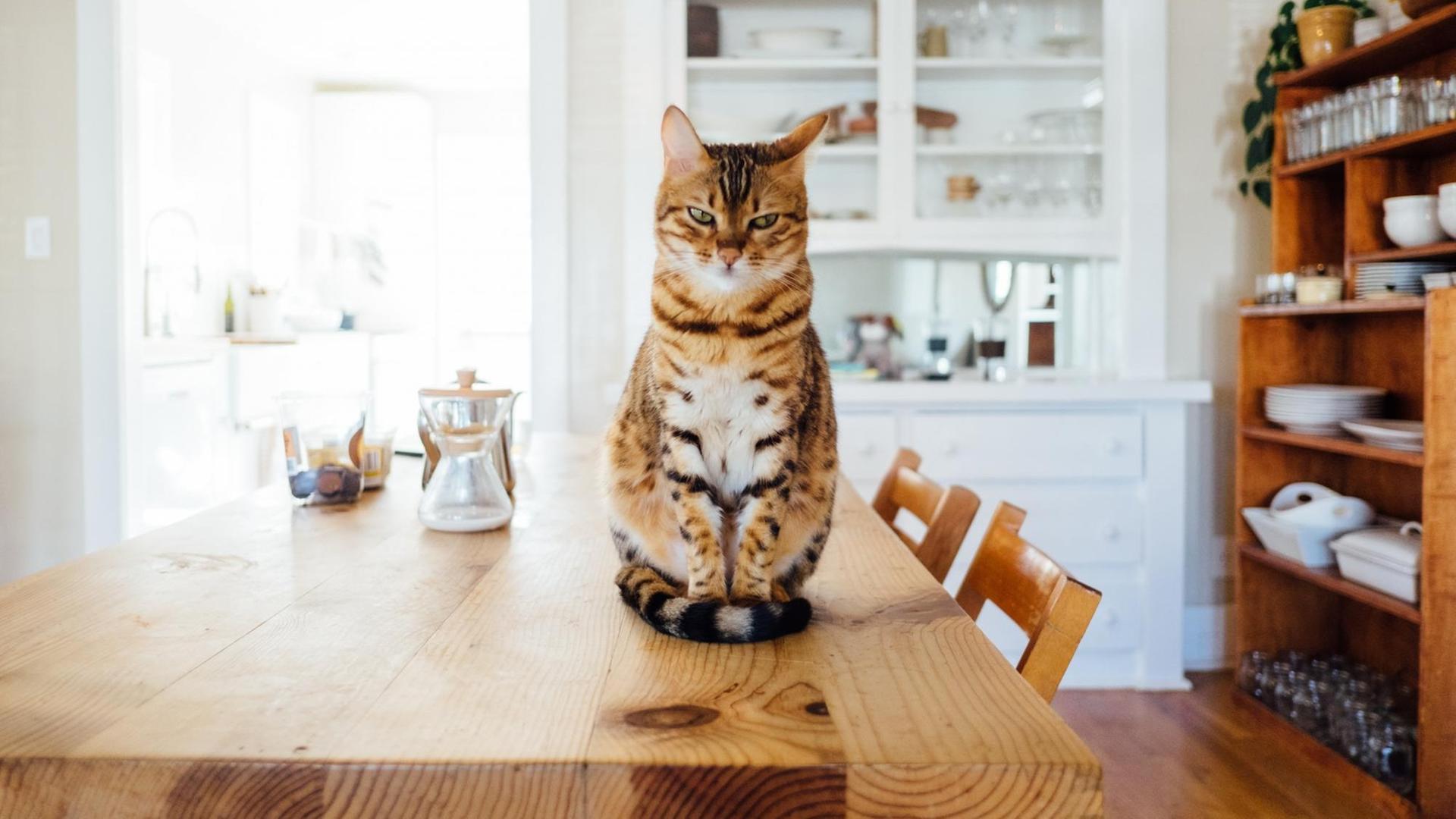 Eine Katze sitzt auf einem Küchentisch und schaut in die Kamera Eine Katze sitzt auf einem Küchentisch und schaut in die Kamera