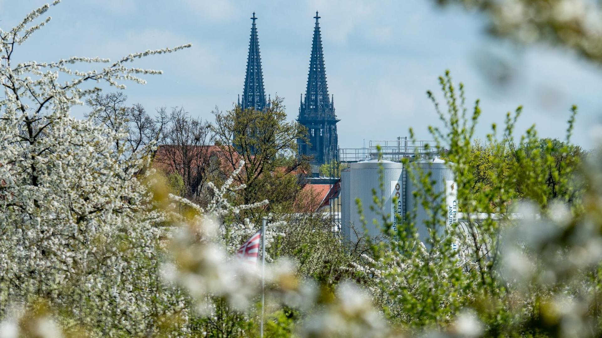 Bäume blühen am 18.04.2016 vor den Türmen des Doms St. Peter in Regensburg Bäume blühen am 18.04.2016 vor den Türmen des Doms St. Peter in Regensburg