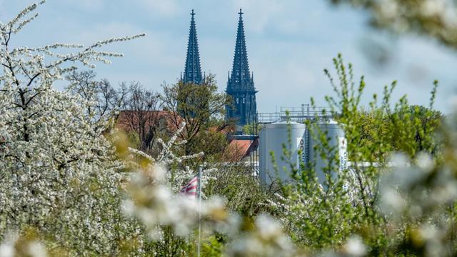 Bäume blühen am 18.04.2016 vor den Türmen des Doms St. Peter in Regensburg