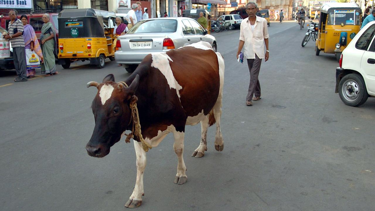 Eine Kuh geht am 21.07.2004 über eine Straße in Chennai, dem früheren Madras, Indien. Eine Kuh geht am 21.07.2004 über eine Straße in Chennai, dem früheren Madras, Indien.