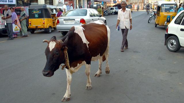 Eine Kuh geht am 21.07.2004 über eine Straße in Chennai, dem früheren Madras, Indien.