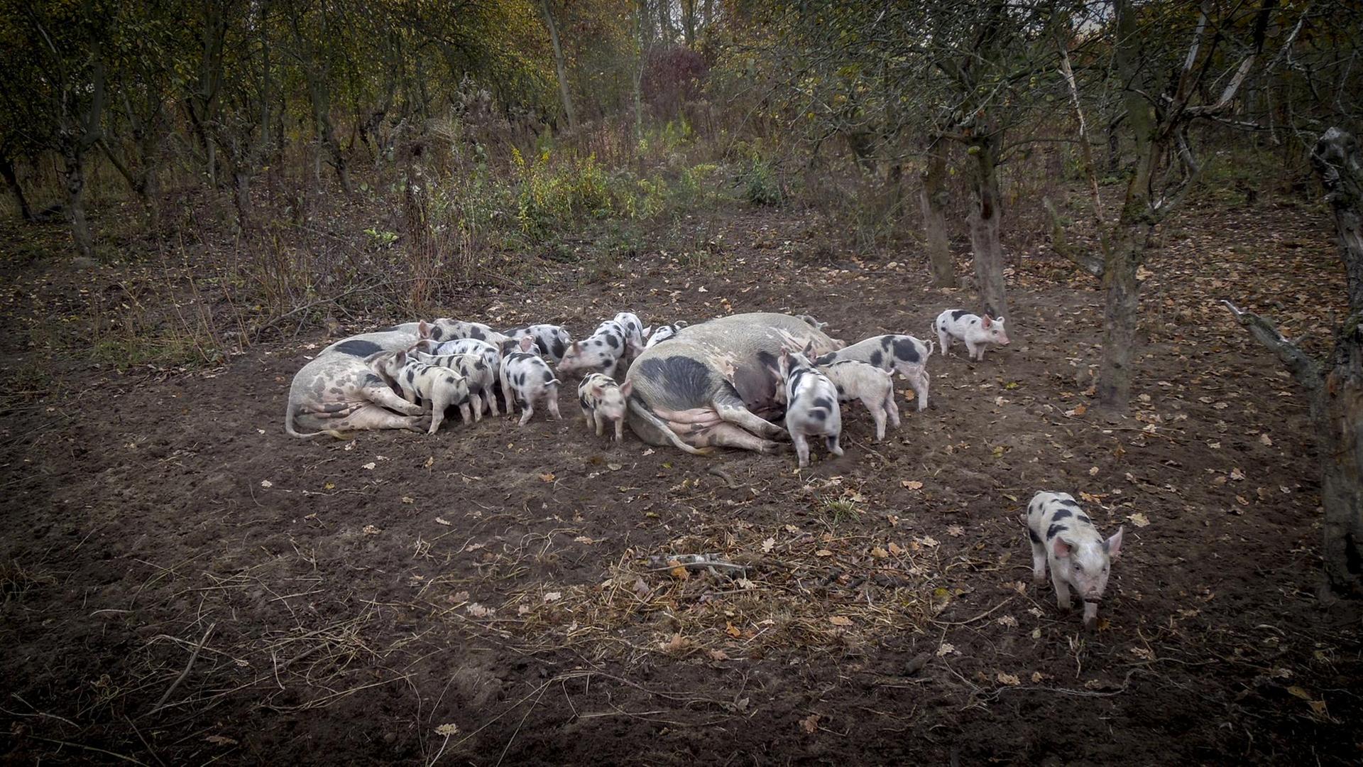 Eine Sau und ihre Ferkel liegen im Dreck unter Apfelbäumen. Eine Sau und ihre Ferkel liegen im Dreck unter Apfelbäumen.