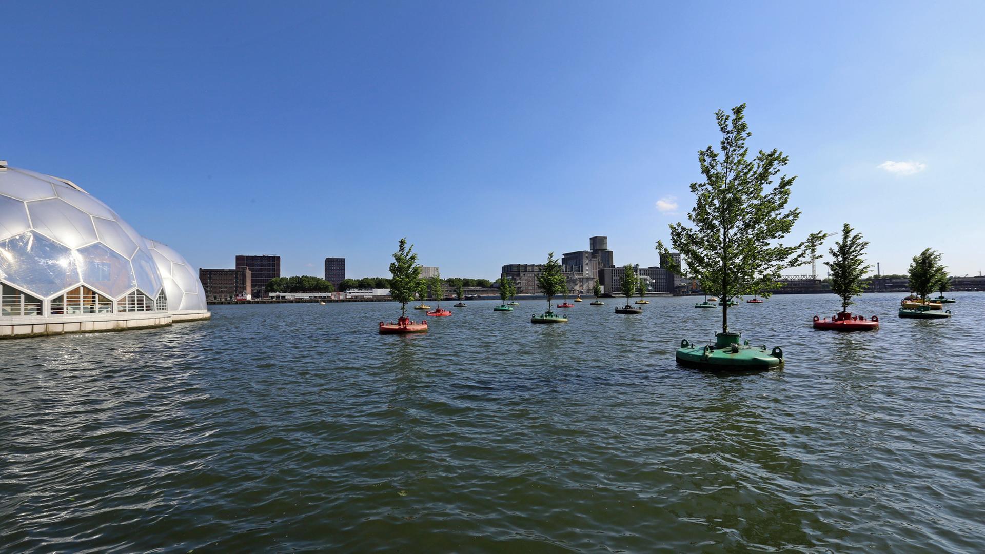 Bäume schwimmen jetzt schon im Hafen von Rotterdam. Bäume schwimmen jetzt schon im Hafen von Rotterdam.