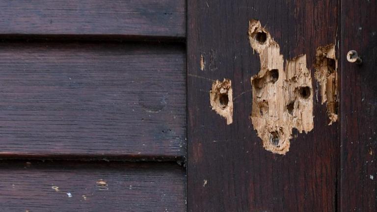 Blick auf die Einschusslöcher in der Tür zur Synagoge in Halle/Saale, durch die ein rechtsextremer Attentäter am 09. Oktober 2019 in die Synagoge eindringen wollte. Blick auf die Einschusslöcher in der Tür zur Synagoge in Halle/Saale, durch die ein rechtsextremer Attentäter am 09. Oktober 2019 in die Synagoge eindringen wollte.