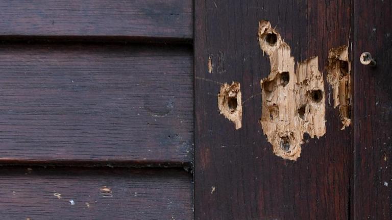 Blick auf die Einschusslöcher in der Tür zur Synagoge in Halle/Saale, durch die ein rechtsextremer Attentäter am 09. Oktober 2019 in die Synagoge eindringen wollte. Blick auf die Einschusslöcher in der Tür zur Synagoge in Halle/Saale, durch die ein rechtsextremer Attentäter am 09. Oktober 2019 in die Synagoge eindringen wollte.