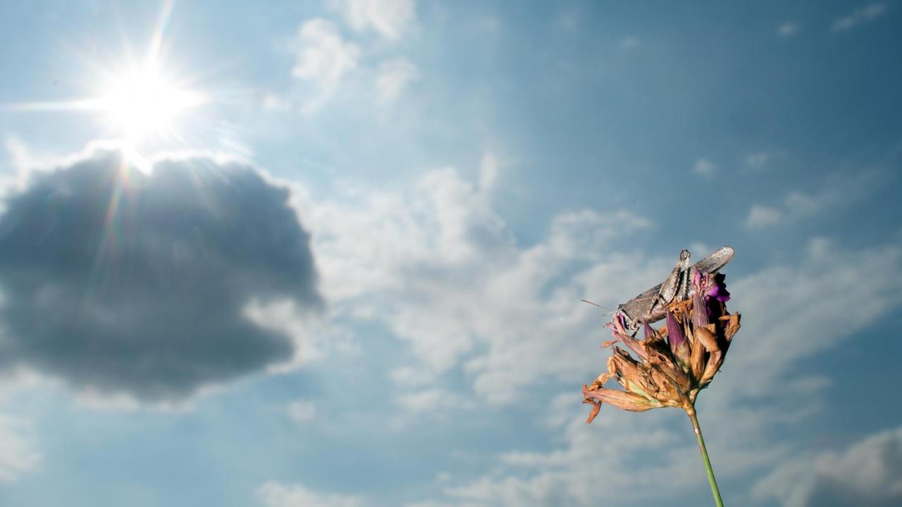 Eine Blaue Ödlandschrecke sitzt auf einer brachliegenden Fläche eines ehemaligen Industriegebietes auf einer Blüte. Eine Blaue Ödlandschrecke sitzt auf einer brachliegenden Fläche eines ehemaligen Industriegebietes auf einer Blüte.