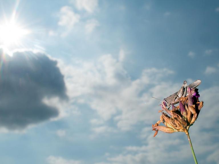 Eine Blaue Ödlandschrecke sitzt auf einer brachliegenden Fläche eines ehemaligen Industriegebietes auf einer Blüte.