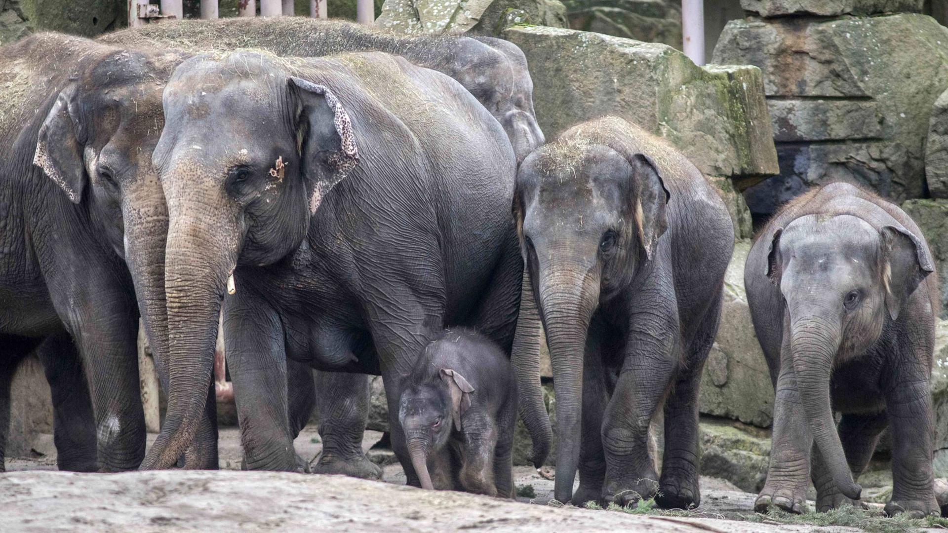 Das Elefantenbaby Edgar zum ersten Mal auf der Freianlage im Tierpark Berlin Friedrichsfelde am 27. Januar 2016. Das Elefantenbaby Edgar zum ersten Mal auf der Freianlage im Tierpark Berlin Friedrichsfelde am 27. Januar 2016.