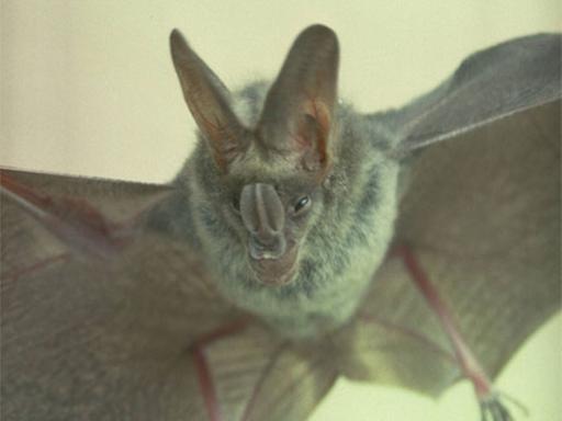 Wie nehmen Fledermäuse wie der falsche Vampir Megaderma lyra die Welt wahr?