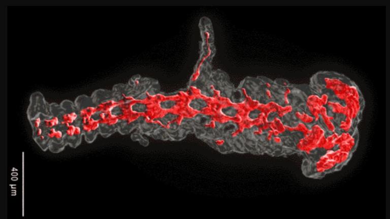 Eine 3D-Animation zeigt in roter Farbe das Nervensystem eines Heuschrecken-Embryos.