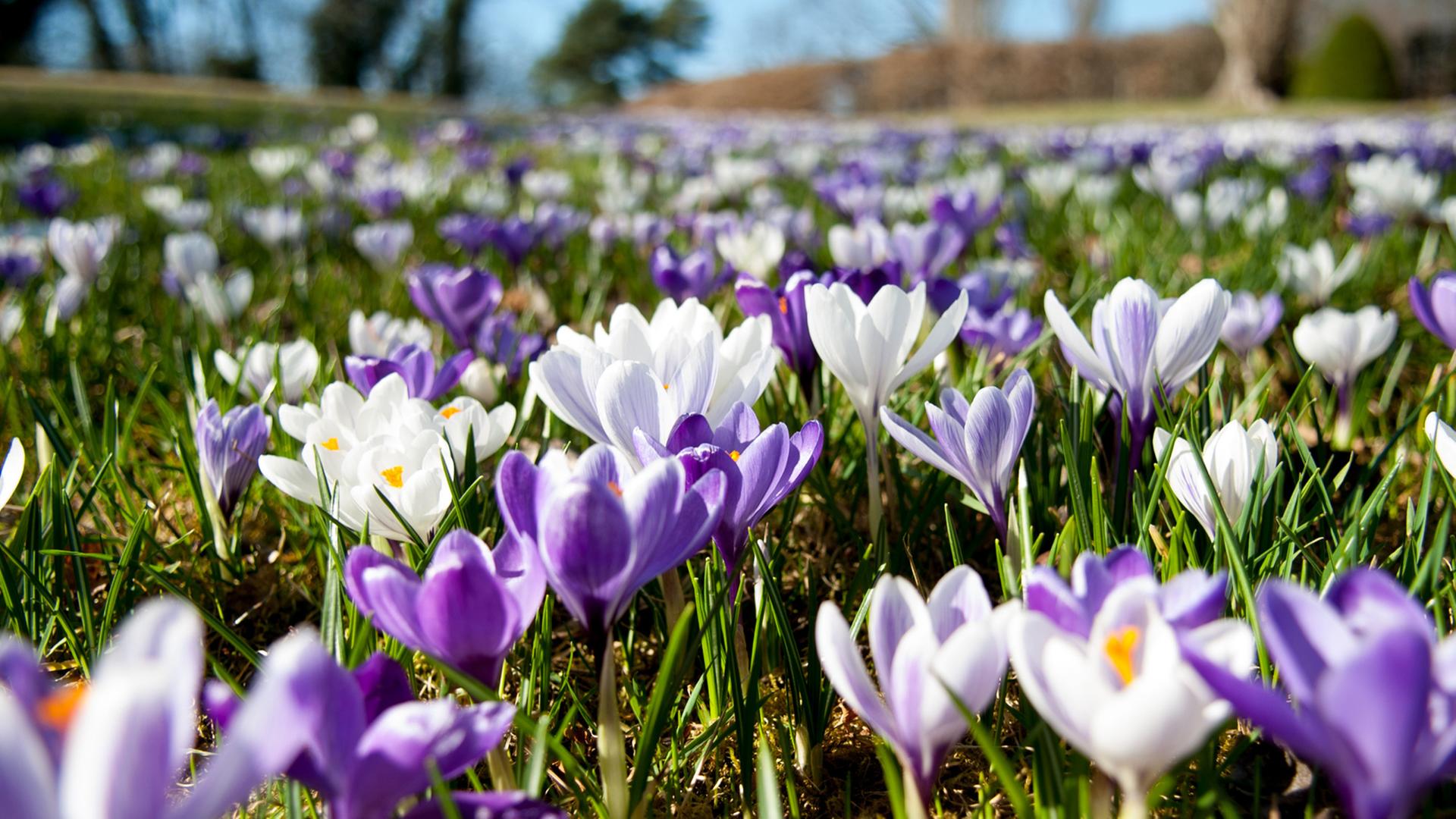 Eine Wiese mit Krokus-Blüten Eine Wiese mit Krokus-Blüten
