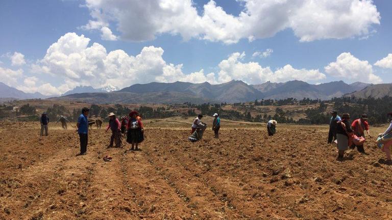 Die Kartoffel-Aussaat im Oktober – eine Arbeit, bei der in Peru alle mithelfen