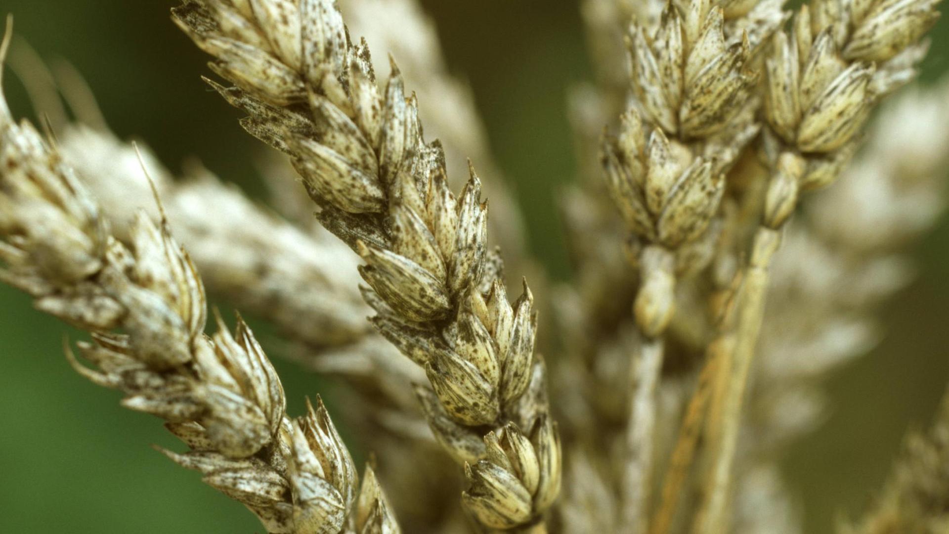 Getreideschwaerze, erregt durch verschiedene Pilze Getreideschwaerze, erregt durch verschiedene Pilze