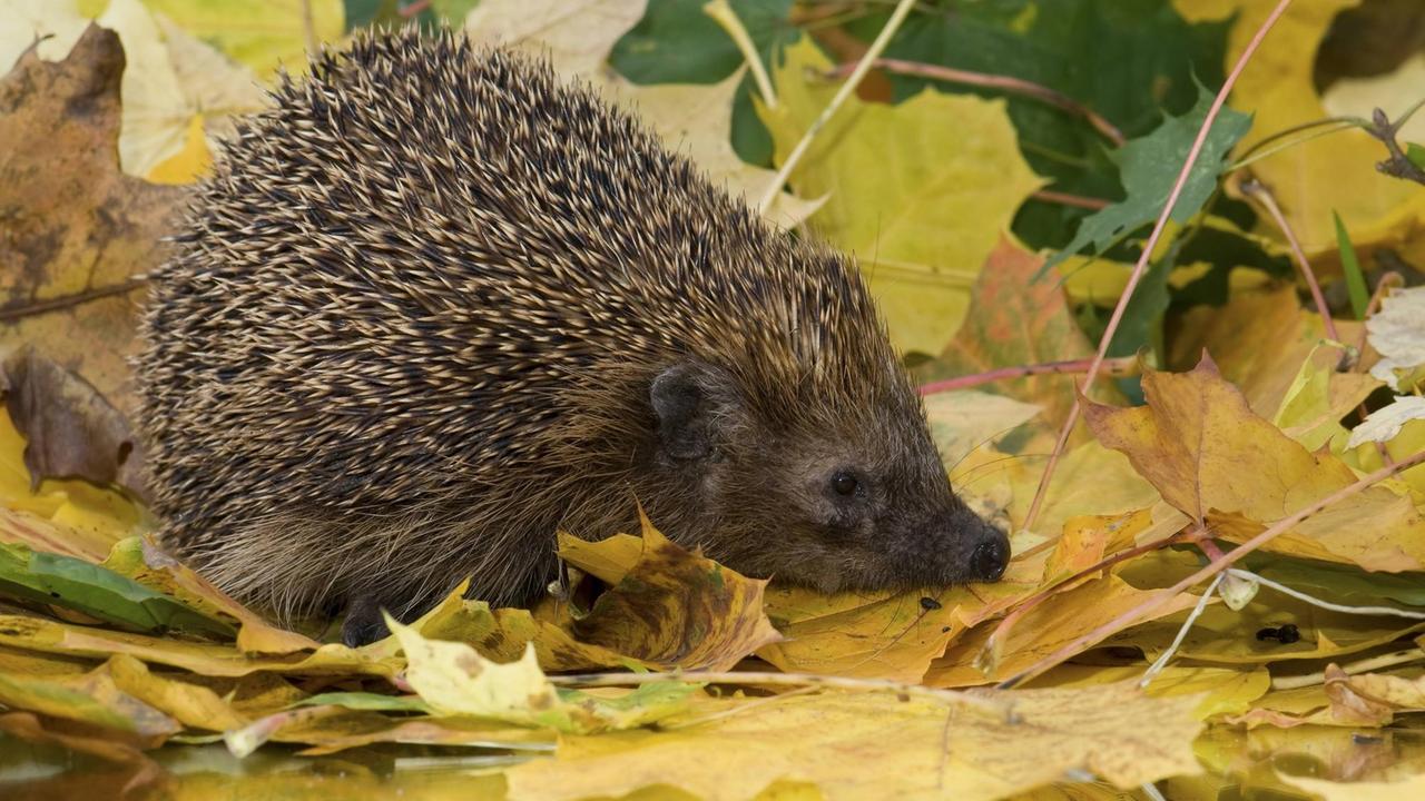 Ein Igel im Herbstlaub Ein Igel im Herbstlaub