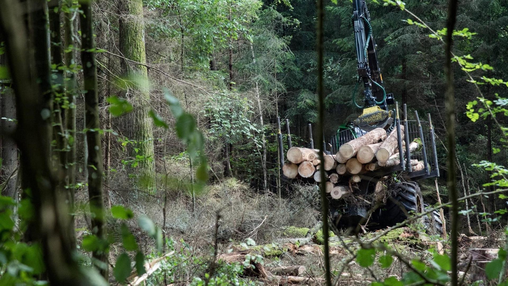 Baumfällarbeiten im polnischen Naturschutzgebiet Bialowieza Baumfällarbeiten im polnischen Naturschutzgebiet Bialowieza