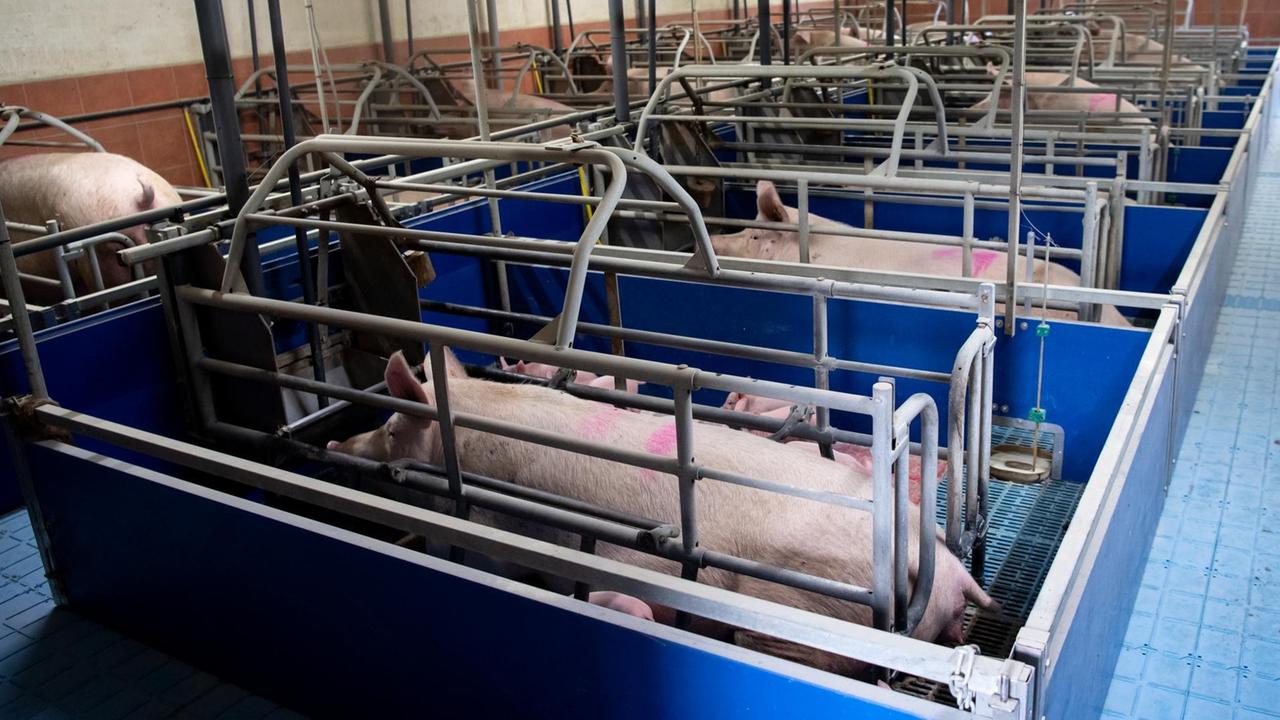 Sauen auf dem Hof eines Ferkelerzeugers und Schweinemastbetriebs in Bayern Sauen auf dem Hof eines Ferkelerzeugers und Schweinemastbetriebs in Bayern